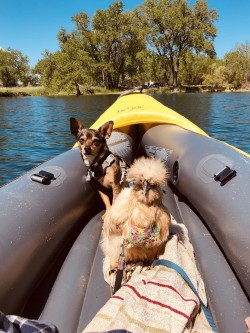 Kayaking Adventures